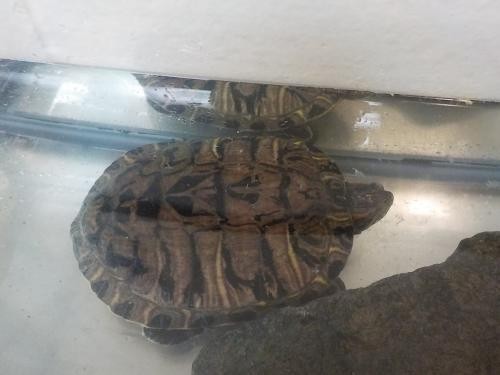 Adopt Tammy a Turtle - Other reptile, amphibian, and/or fish in Hughesville
