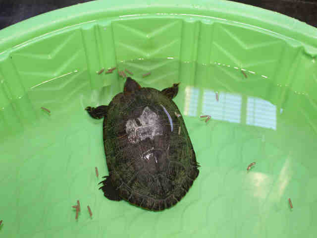 Adopt a Turtle - Water / Mixed reptile, amphibian, and/or fish in Upland