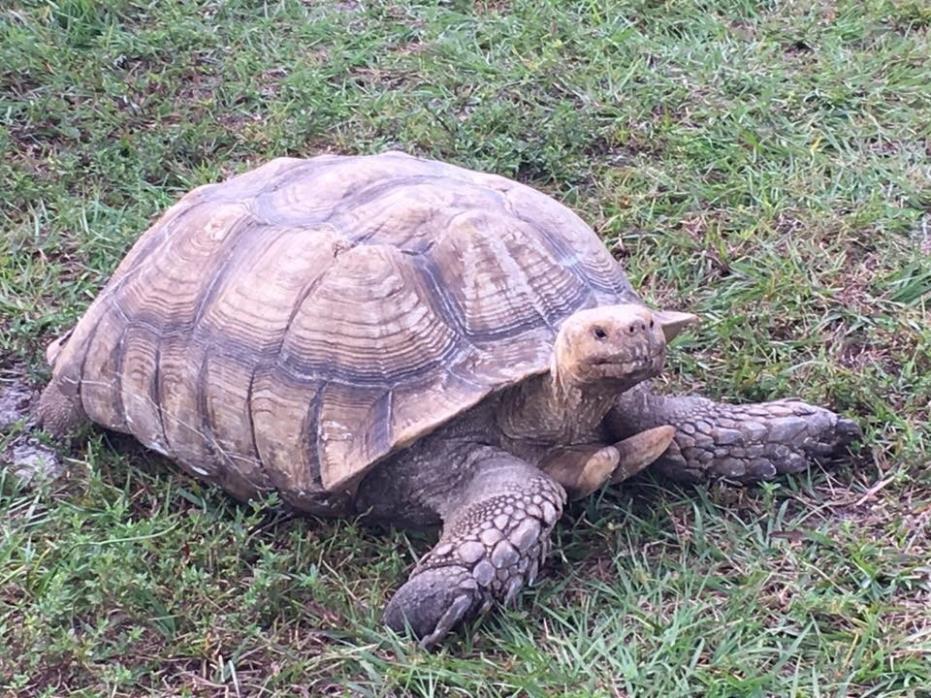 Adopt Max a Tortoise reptile, amphibian, and/or fish in Loxahatchee