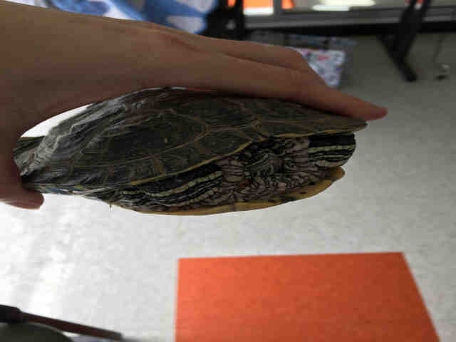 Adopt JACKSON a Turtle - Other / Mixed reptile, amphibian, and/or fish in Plano