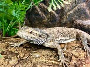 Adopt Bowser a Lizard / Mixed reptile, amphibian, and/or fish in Auburn
