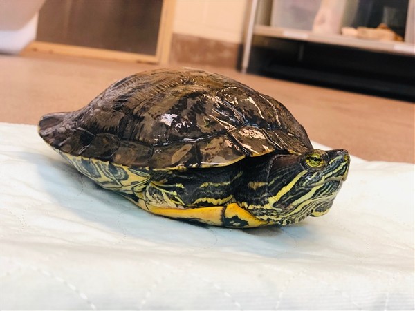 Adopt Lynyrd a Turtle - Water reptile, amphibian, and/or fish in Monterey
