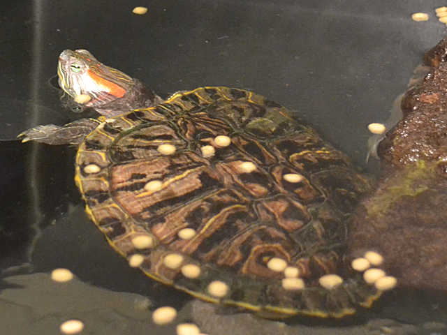 Adopt CAESAR a Turtle - Other / Mixed reptile, amphibian, and/or fish in Denver