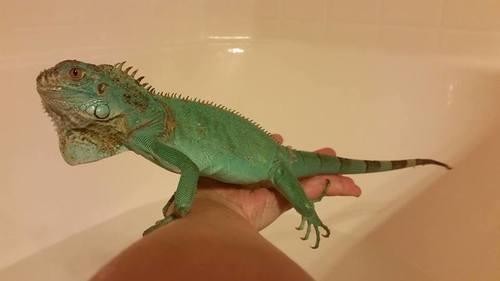 Adopt Pedro a Iguana reptile, amphibian, and/or fish in Plainfield