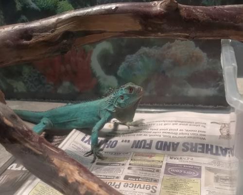 Adopt Azul a Iguana reptile, amphibian, and/or fish in Plainfield, IN (20702620)
