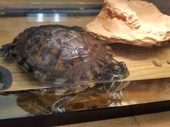 Adopt Haley a Turtle - Other / Mixed reptile, amphibian, and/or fish in