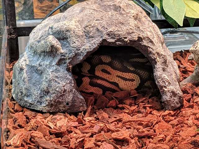 Adopt a Snake / Mixed reptile, amphibian, and/or fish in Charlotte