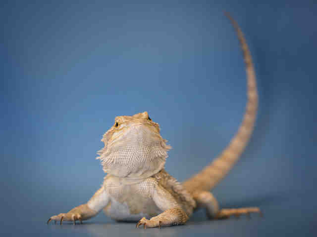 Adopt BRAWNY a Lizard / Mixed reptile, amphibian, and/or fish in Norfolk