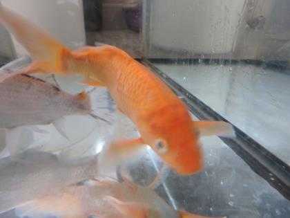 Adopt Ariel a Fish / Mixed reptile, amphibian, and/or fish in Honolulu