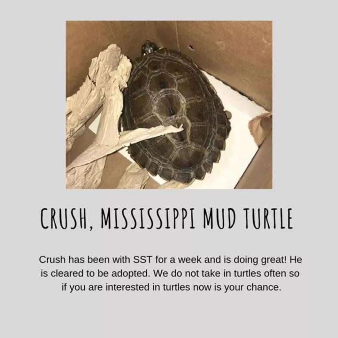 Adopt Crush a Turtle - Water reptile, amphibian, and/or fish in Souderton