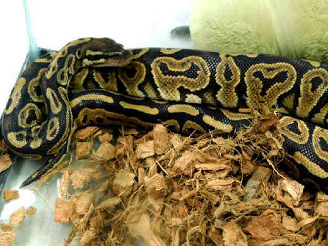 Adopt NEITCHE a Snake / Mixed reptile, amphibian, and/or fish in Anchorage