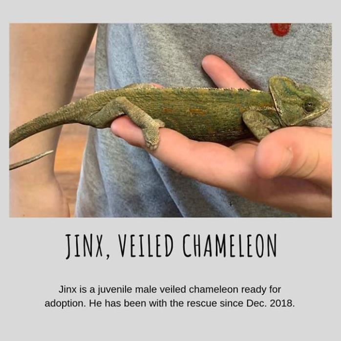 Adopt Jinx a Lizard reptile, amphibian, and/or fish in Souderton, PA (24636595)