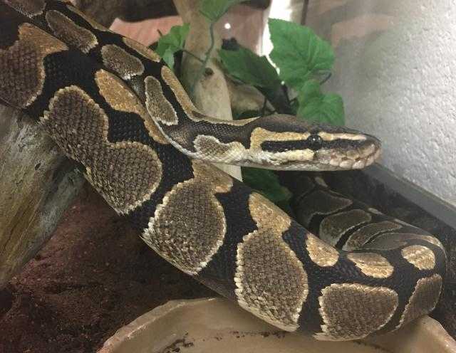 Adopt KOJIRO a Snake / Mixed reptile, amphibian, and/or fish in Waterford