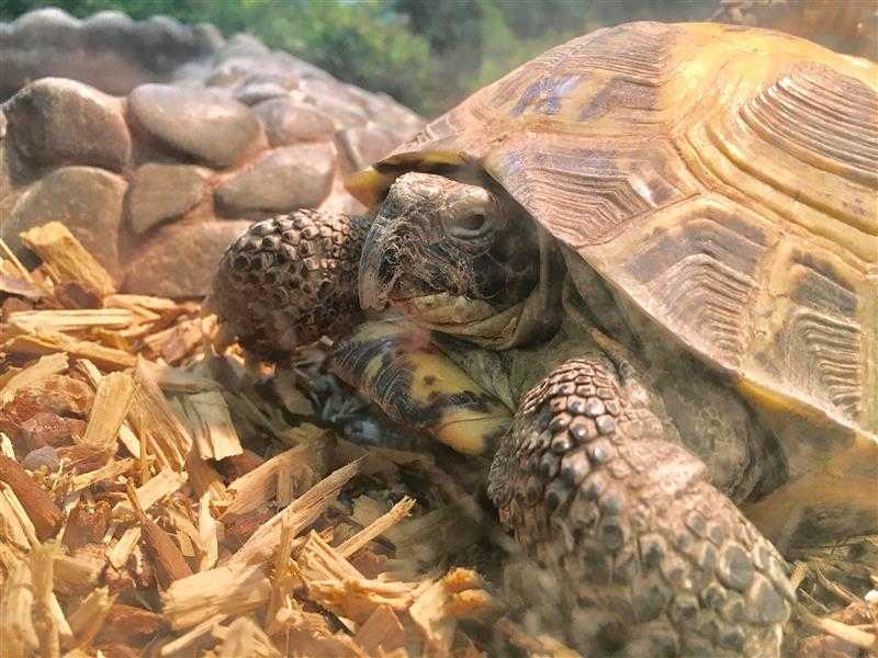 Adopt BRADY a Tortoise / Mixed reptile, amphibian, and/or fish in Boston