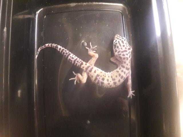 Adopt a Gecko / Mixed reptile, amphibian, and/or fish in Camarillo