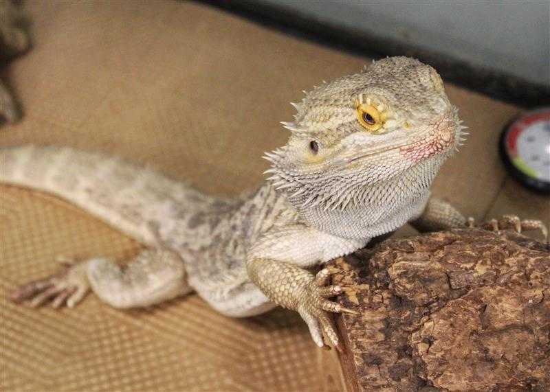 Adopt FALKOR a Lizard / Mixed reptile, amphibian, and/or fish in Dedham
