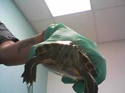 Adopt Patsy a Turtle - Other / Mixed reptile, amphibian, and/or fish in