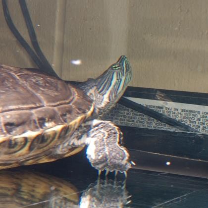 Adopt Mercutio a Turtle - Other reptile, amphibian, and/or fish in Fairport