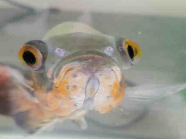 Adopt *CAPT NEMO a Fish / Mixed reptile, amphibian, and/or fish in Henderson
