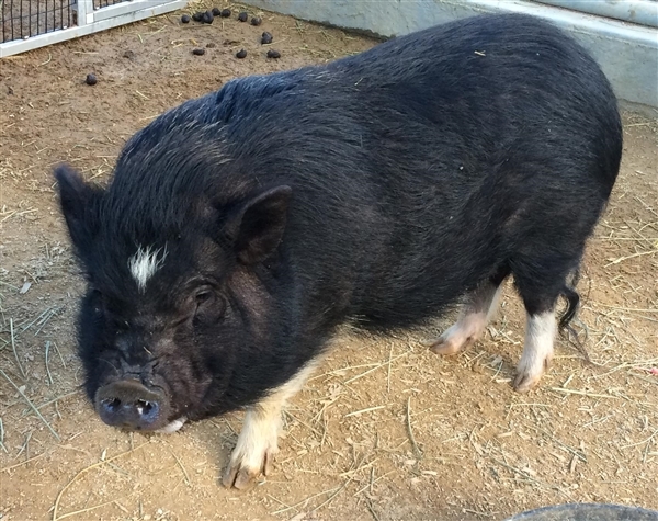 Adopt Molly a Pig