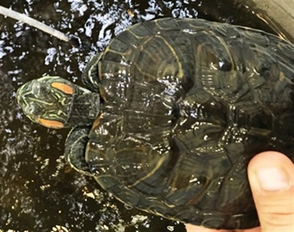 Adopt Salem a Turtle - Water reptile, amphibian, and/or fish in Novato