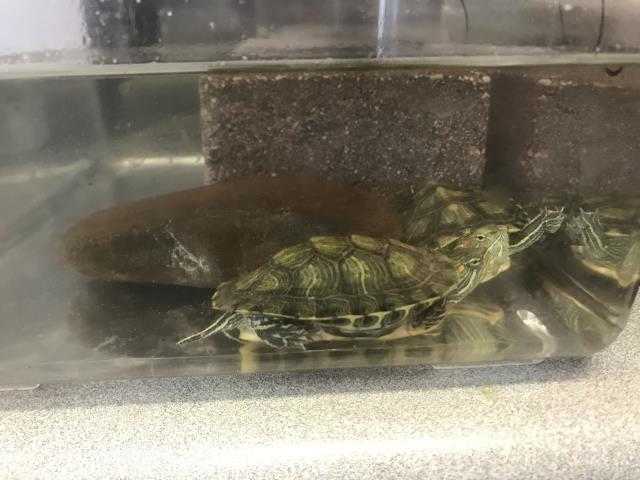 Adopt *SADE a Turtle - Water / Mixed reptile, amphibian, and/or fish in