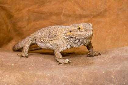 Adopt 37517915 a Lizard / Mixed reptile, amphibian, and/or fish in Chesapeake