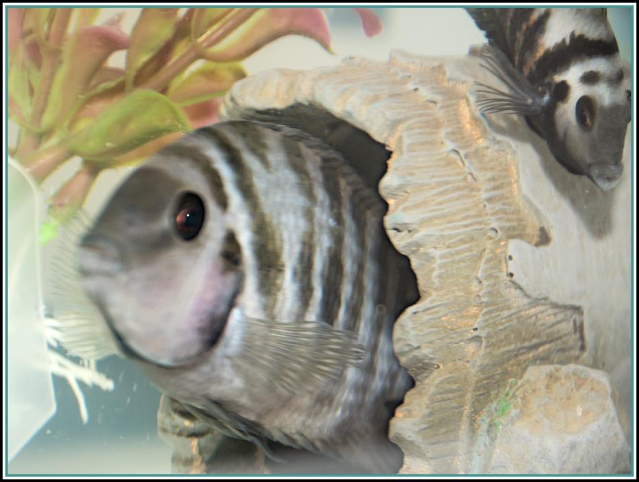 Adopt 4 CONVICT CICHLID* a Freshwater Fish