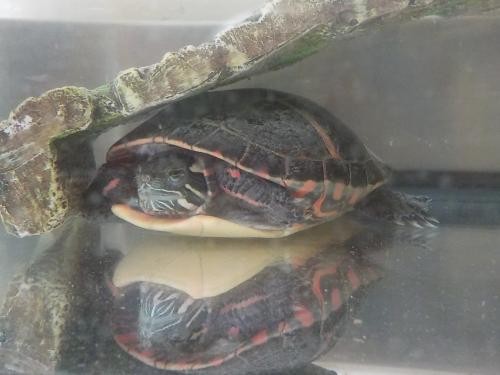 Adopt Tommy a Turtle - Other reptile, amphibian, and/or fish in Hughesville