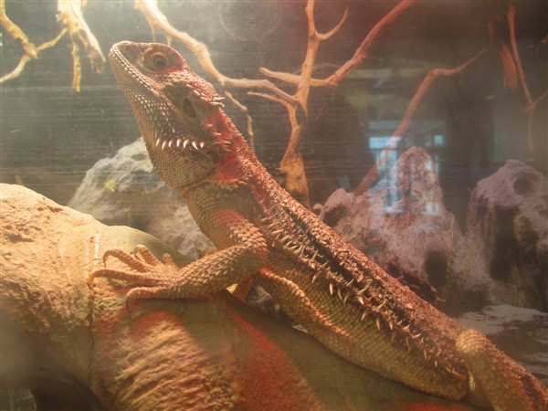 Adopt Dragooon a Lizard reptile, amphibian, and/or fish in Golden, CO (24691664)