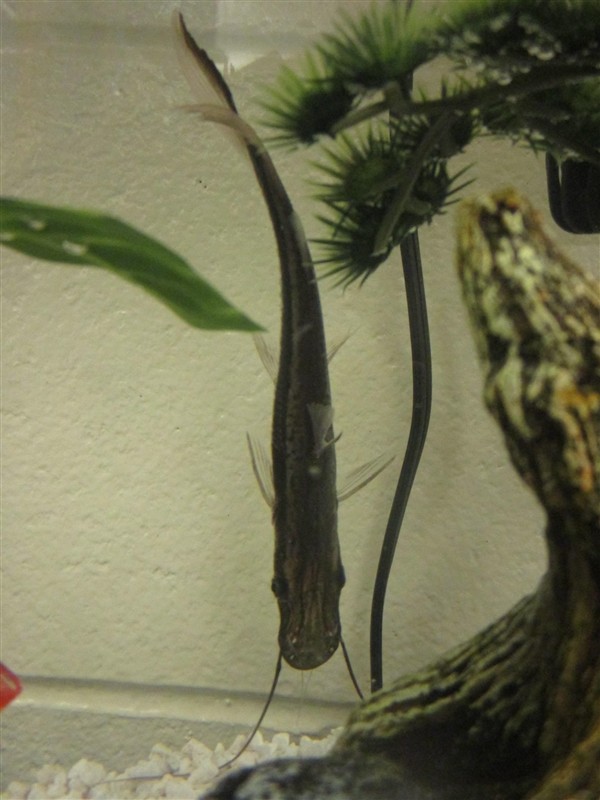 Adopt Frankie a Fish reptile, amphibian, and/or fish in Golden, CO (24691666)