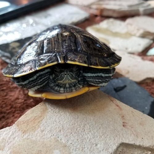 Adopt Sal a Turtle - Other reptile, amphibian, and/or fish in Burlingame