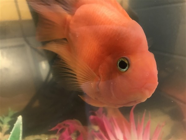 Adopt Leslie a Fish reptile, amphibian, and/or fish in Golden, CO (20515656)
