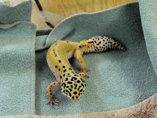 Adopt TYRELL a Gecko / Mixed reptile, amphibian, and/or fish in San Francisco