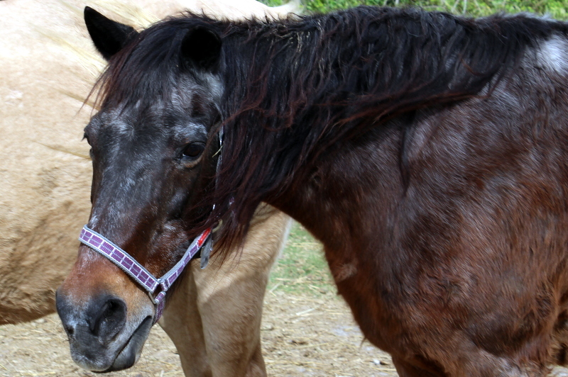Adopt Caprice a Tennessee Walker