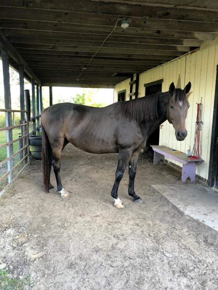 Adopt Lazarus a Thoroughbred