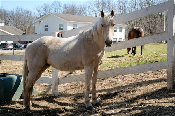 Adopt Peaches Aka Stardust a Quarterhorse