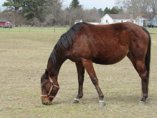 Adopt Sunshine a Quarterhorse / Mixed horse in Laurel, DE (24662996)