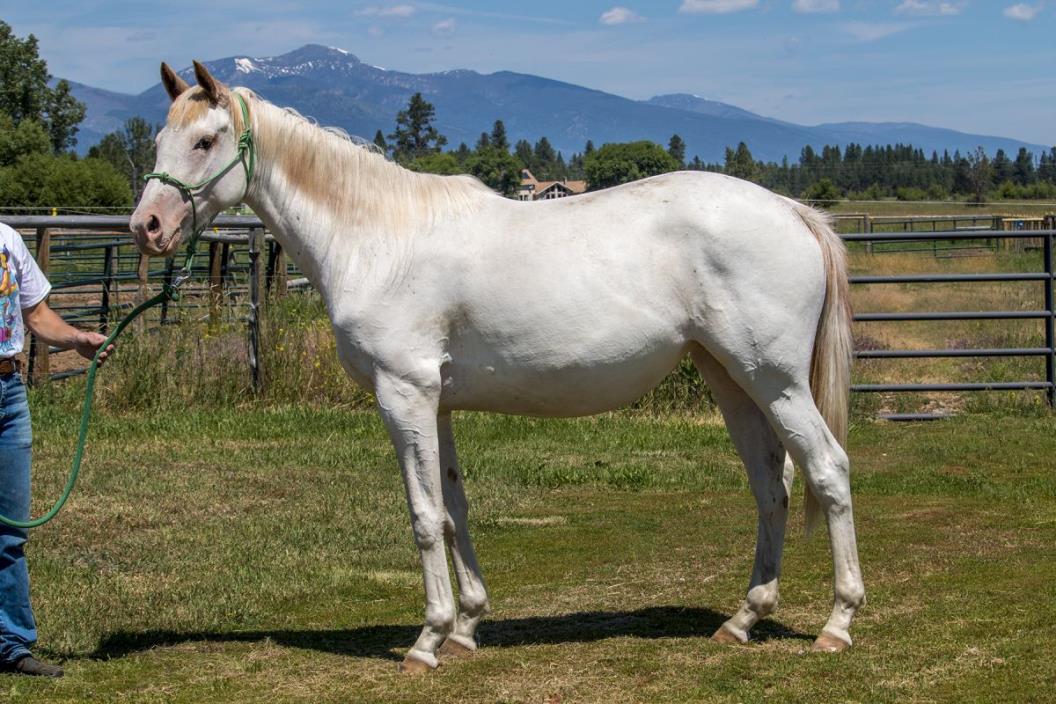 Price Reduced JC APHA Filly Carrying W20 W22 Very Pretty Mover