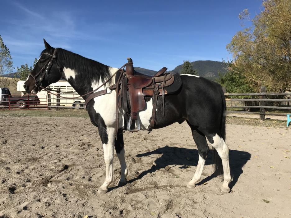Gorgeous 2006 APHA Gelding Trail and Arena Experience