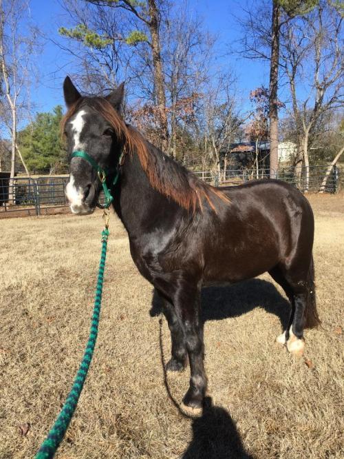 Adopt Hobbit a Tennessee Walker