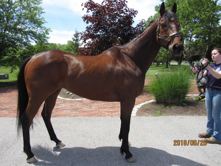 Adopt Rincon Behr a Bay Thoroughbred / Mixed horse in Farmington, NY (24705577)