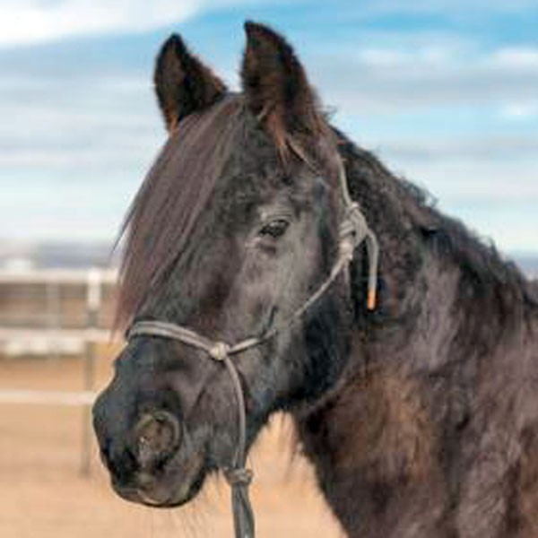Adopt Percy a Black Arabian / Saddlebred horse in Prescott, AZ (24674611)