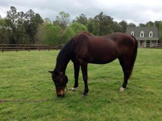 Adopt Belle a Warmblood