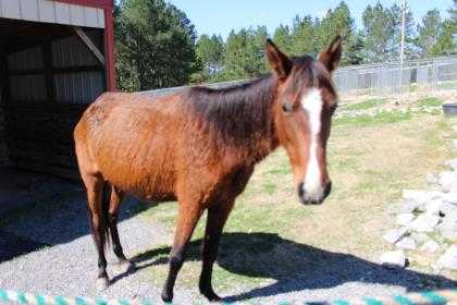 Adopt Diva a Black Paso Fino / Paso Fino / Mixed horse in Cleveland