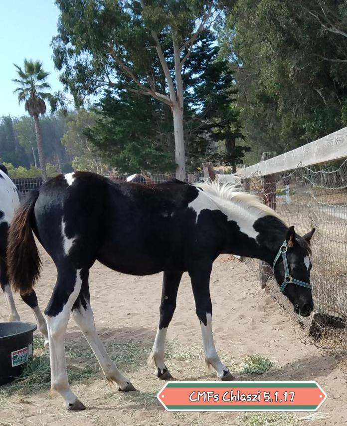 BLACK And White Painted Friesian Cross filly