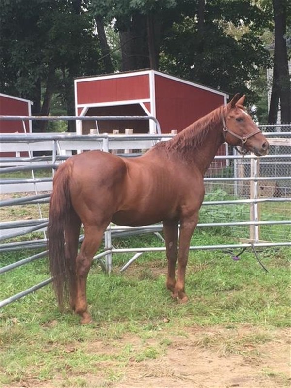Adopt Old Red a Quarterhorse / Warmblood / Mixed horse in Stratham
