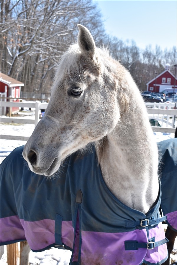 Adopt Shaheen a Arabian / Mixed horse in Stratham, NH (24685358)