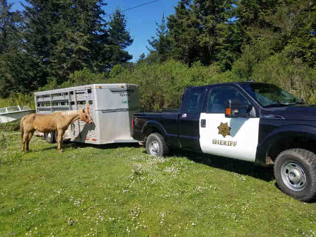 Adopt BLONDIE a Quarterhorse