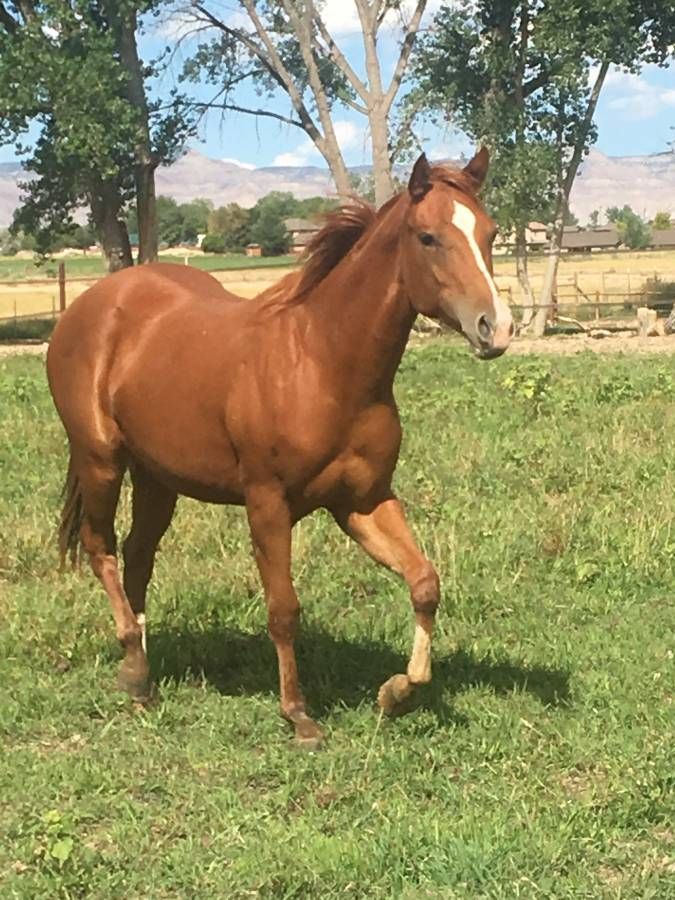 APHA Filly